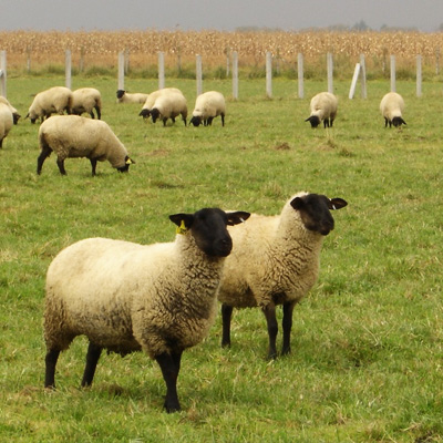Ovinos